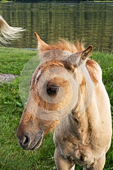 ÃÂ¡ute foal grazing on lakeshore. Young horse is pasture on lawn lakeside